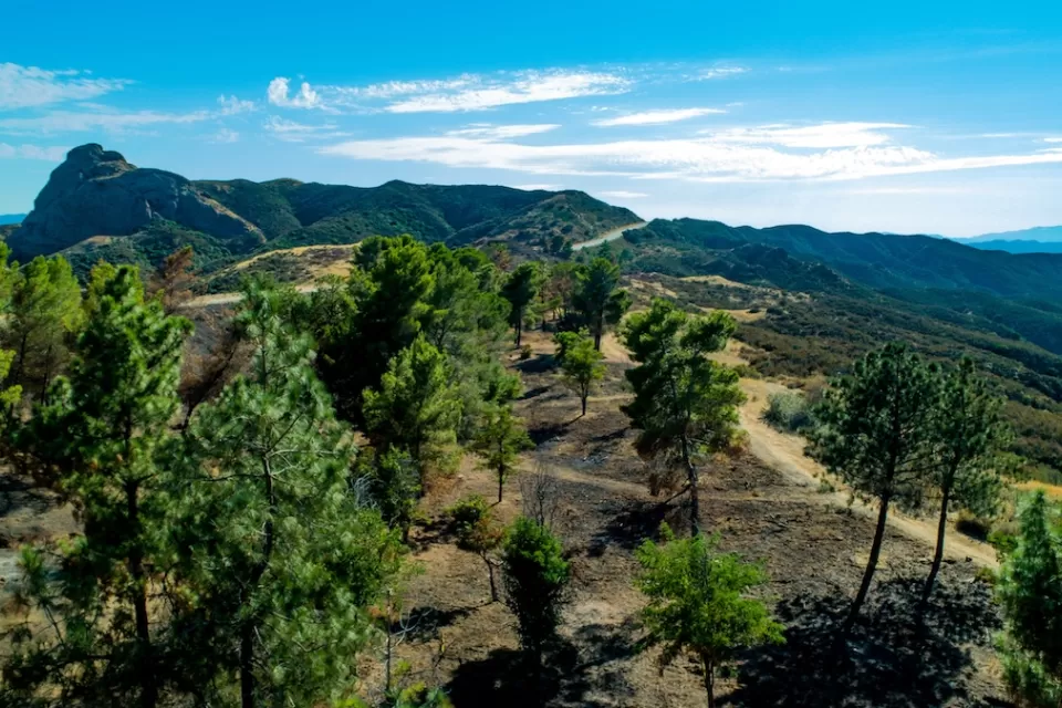 Wildfire recovery area with small trees growing in burn areas in Angeles National Forest in California.